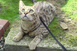 bengal